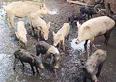 Pigs caught by the Municipal Council employees put in a pen