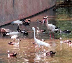 Stork eats fish in Delhi Zoo
