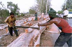 Labourers cut trees
