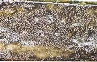 A huge colony of mosquitoes