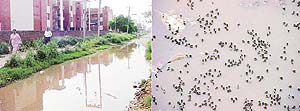 Stagnant rainwater at Pushpak Colony in Sector 49 of Chandigarh. The water provides a breeding ground for mosquitoes adding to the problems of residents.