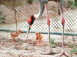 FIRST LESSONS: A mother crane seems to be instructing her three-day-old chicks in the art of hunting food at the Chhat Bir zoo on Tuesday. 