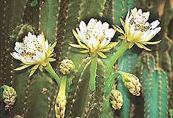 BLOOMING AMONG THORNS