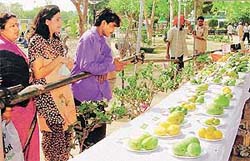 Mangoes of different varieties on display at Mango Mela in Sukhna Lake, Chandigarh, on Saturday.