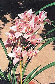 Orchids absorb a lot of water in the rainy season