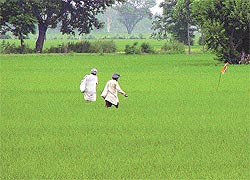 Farmers of a village near Machhiwara administer fertilisers to the standing paddy crop in Ludhiana