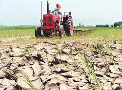 Inderjit Singh, a farmer of Aandloo village, plough his paddy fields as there is no water to irrigate it due to insufficient power supply and elusive monsoon