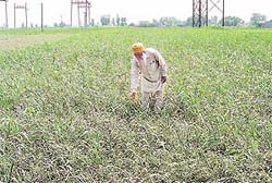 A farmer at Pakhowal village shows his wilted crop