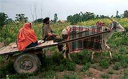 Future of Agriculture in Punjab