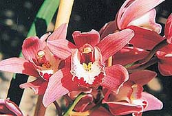 Growing orchids is easy
