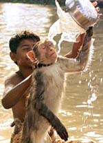 A Pakistani boy bathes his pet monkey on a hot day in Lahore on Sunday