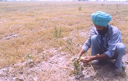 Amarjeet Singh, a farmer of Kalyan Sukha village in Bathinda, shows his damaged cotton crop