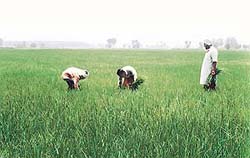 Following rains on Monday night farmers pull out weeds