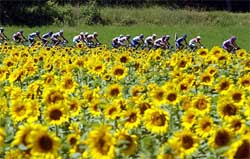 Riders pass a field of sunflowers