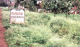 The killer weed spreads in city areas.