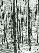 Thick, virgin forests of Deodar