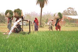 A tubewell being run on a diesel engine at Bhankharpur village near Dera Bassi.