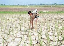 A farmer shows the cracks on his drought-hit paddy field