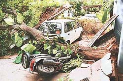 A tree fell on a shed in Sector 19, damaging a scooter and a car in Chandigarh on Tuesday morning.