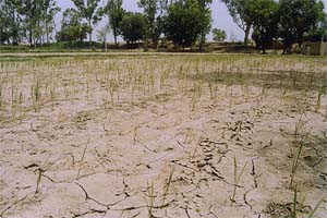The dried-up paddy crop is seen in this photograph