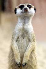 A two-year-old meerkat sits in its cage