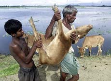 Villagers remove an animal carcass 