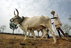A farmer re-cultivates a dry field