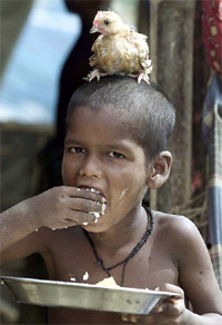 A boy eats food while his chicken rests on his head