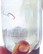 A small worm that came out with tap water at a house in Sarabha Nagar in Ludhiana on Friday.