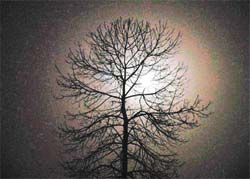 A dry tree extends its arms towards heavens in prayer for rain