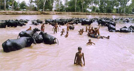 With villagers using canals to bathe their cattle