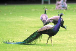 WHAT�S IN THE WIND?: Peacocks making merry at the Prime Minister residence in the Capital on Friday.