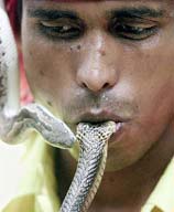 A snake charmer holds the head of a poisonous snake