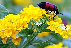 A colourful insect atop a freshly-blossomed flower enjoys the late monsoon