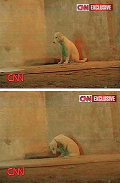 Cable TV channel CNN showed previously unseen video footage that appears to show Al-Qaeda members testing chemical weapons on a dog