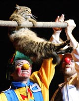 A cat traverses a pole using its front legs as Dmitri Kuklachev (left) and a clown watch during a ��cat theatre�� performance in Tokyo on Tuesday