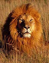 This handout photo of a male African lion is part of a study