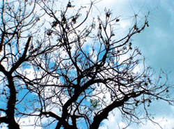 AUTUMN AT THE DOORSTEP.