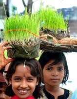 Girls carry wheat plants