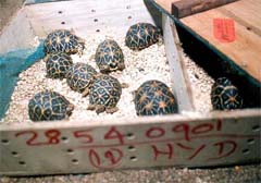 Some of the 1830 star tortoises of the rare species that have been returned