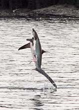 A 15-foot thresher shark is seen leaping out