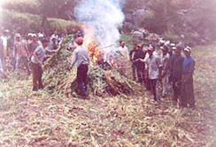 The Kulu Police destroys cannabis crop