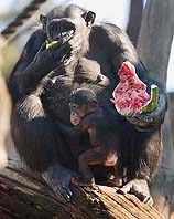 Mother Lisa enjoys a watermelon