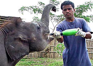 A Wildlife Trust of India worker feeds a baby elephant