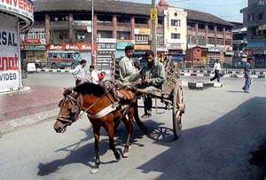 A horse-cart plying through Budshah Chowk