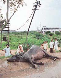 Ganga Devi, a resident of Nadda, sits beside the carcass of the buffalo