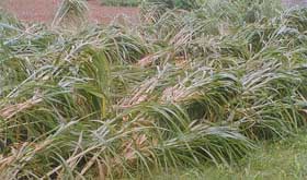 Sugarcane crop lies flattened