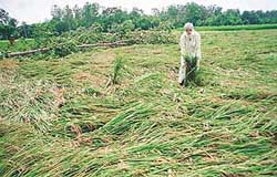 Govinda, an early variety of rice, flattened by rain in Stabgarh village