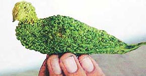  Perrot or a bitter guard? 