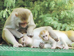 It's only a family affair, no monkey business.